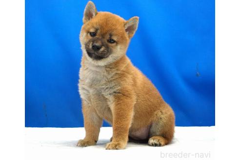 成約済の愛知県の柴犬-371103の2枚目