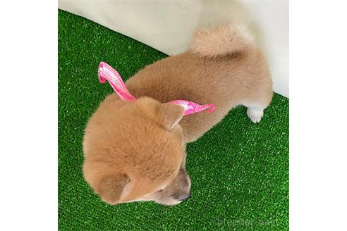 成約済の神奈川県の豆柴-373186の2枚目