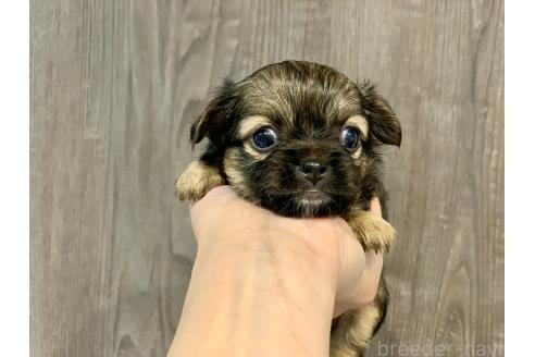 成約済の滋賀県のチワワ(ロングコート)-373302の1枚目