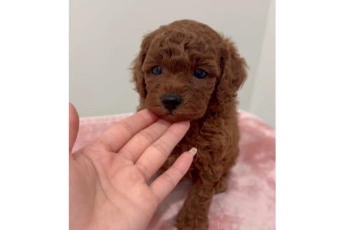 成約済の群馬県のトイプードル-373305の1枚目