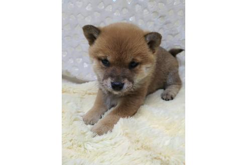 成約済の三重県の豆柴-373310の1枚目