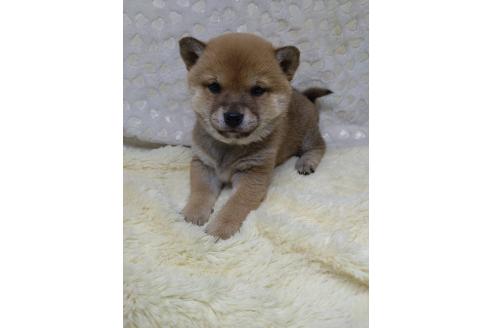 成約済の三重県の豆柴-373310の7枚目