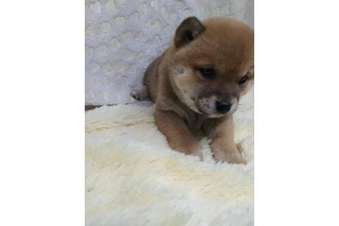 成約済の三重県の豆柴-373310の3枚目