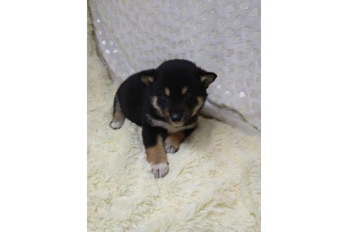 成約済の三重県の柴犬-373320の9枚目