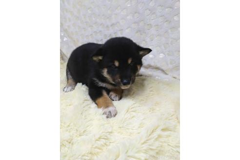 成約済の三重県の柴犬-373320の8枚目