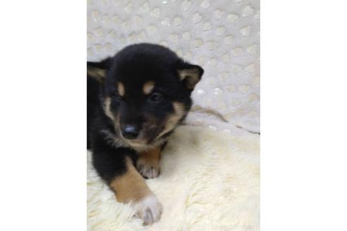 成約済の三重県の柴犬-373320の7枚目