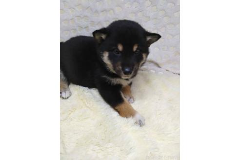 成約済の三重県の柴犬-373320の5枚目