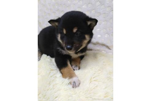 成約済の三重県の柴犬-373320の6枚目
