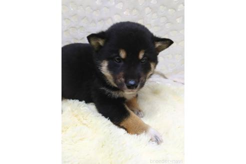 成約済の三重県の柴犬-373320の4枚目