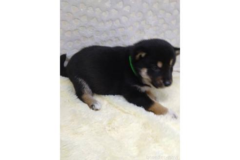 成約済の三重県の柴犬-373320の3枚目