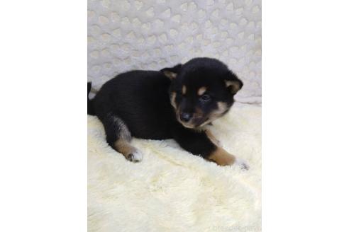 成約済の三重県の柴犬-373320の2枚目