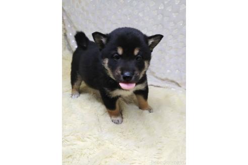 成約済の三重県の柴犬-373320の1枚目