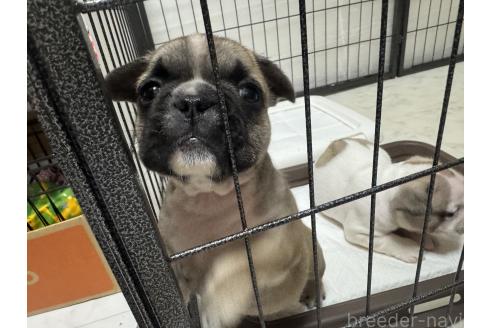 成約済の大阪府のフレンチブルドッグ-373326の4枚目