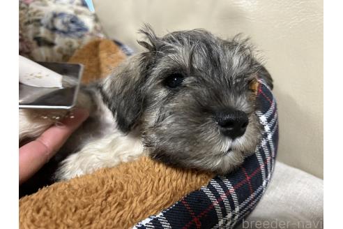 成約済の長崎県のミニチュアシュナウザー-368995の4枚目