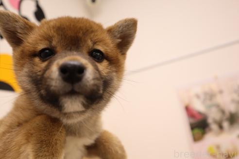 成約済の東京都の柴犬-365426の1枚目