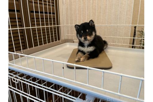 成約済の兵庫県の豆柴-370299の5枚目