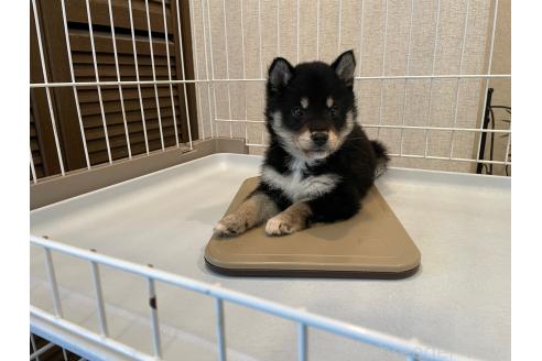 成約済の兵庫県の豆柴-370299の4枚目
