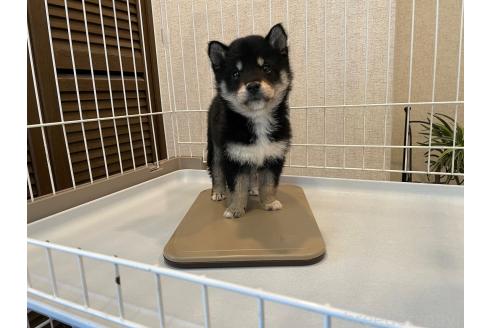 成約済の兵庫県の豆柴-370299の3枚目