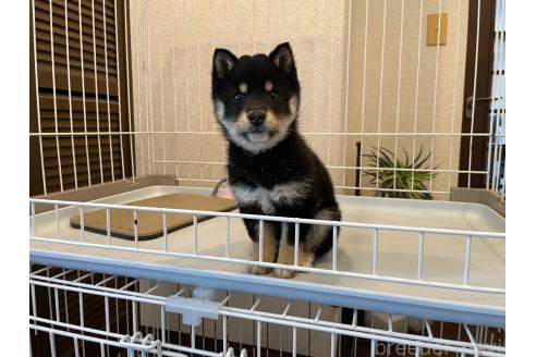 成約済の兵庫県の豆柴-369892の5枚目
