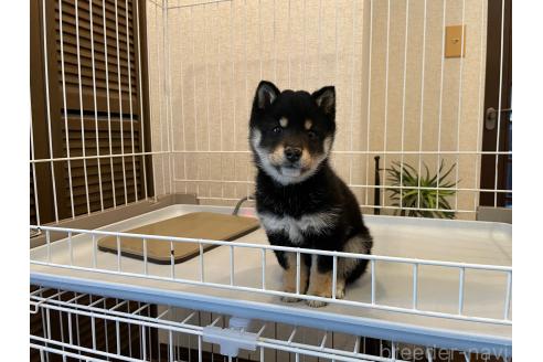 成約済の兵庫県の豆柴-369892の4枚目