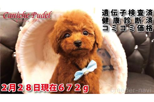 販売中の岐阜県のタイニープードル-368314