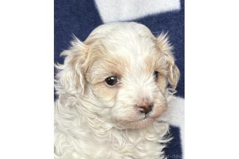 成約済の東京都のミックス犬-373350の1枚目