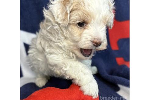 成約済の東京都のミックス犬-373350の11枚目