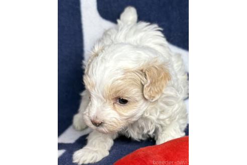成約済の東京都のミックス犬-373350の10枚目