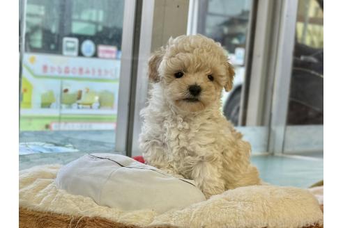 成約済の東京都のマルプー:マルチーズ×トイプードル-370290の1枚目