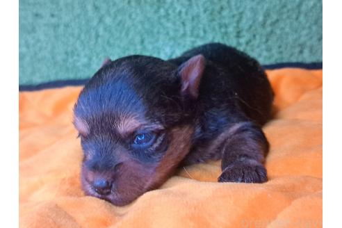 成約済の愛知県のヨークシャーテリア-371448の23枚目