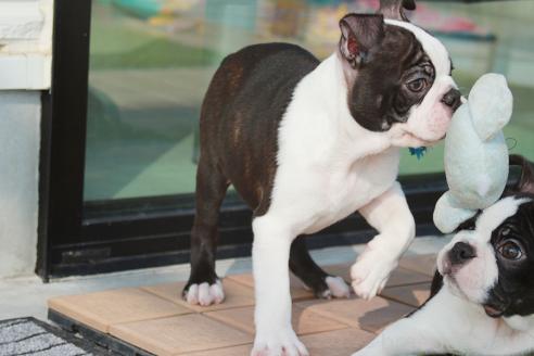 成約済の京都府のボストンテリア-364496の6枚目