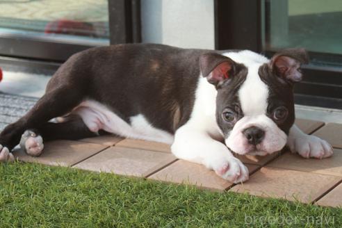 成約済の京都府のボストンテリア-364496の5枚目