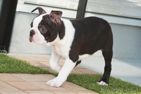 成約済の京都府のボストンテリア-364496の4枚目