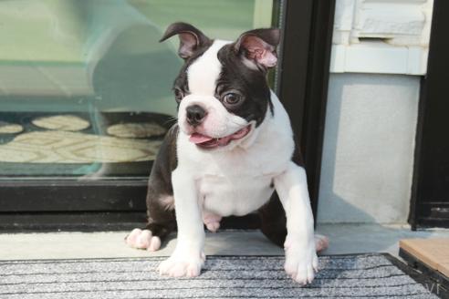 成約済の京都府のボストンテリア-364496の3枚目