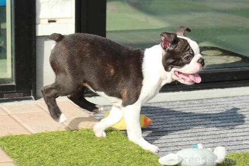 成約済の京都府のボストンテリア-364496の2枚目