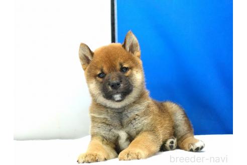 成約済の愛知県の柴犬-370869の2枚目
