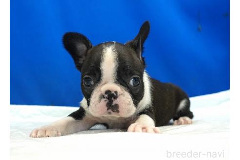 成約済の愛知県のミックス犬-373373の2枚目