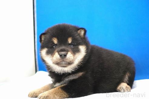 成約済の愛知県の柴犬-373374の6枚目