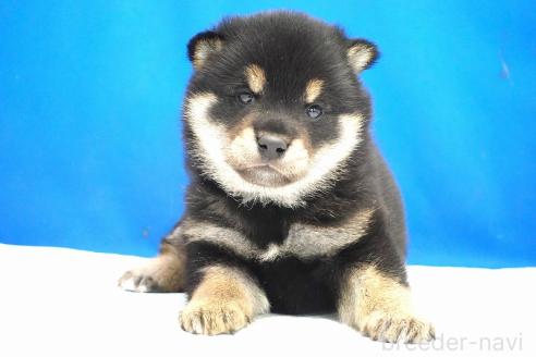 成約済の愛知県の柴犬-373374の7枚目