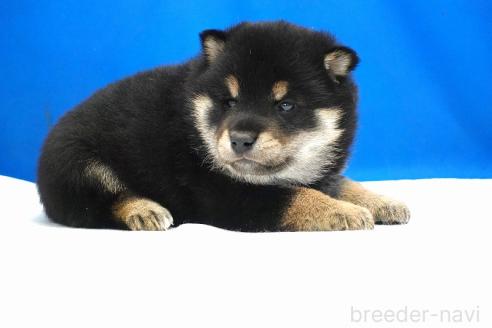 成約済の愛知県の柴犬-373374の4枚目