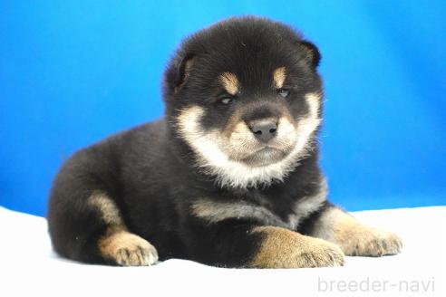 成約済の愛知県の柴犬-373374の5枚目
