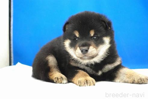 成約済の愛知県の柴犬-373374の3枚目