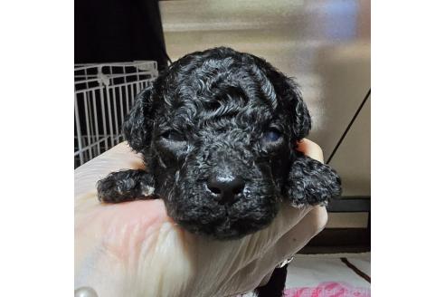 成約済の岡山県のトイプードル-373378の12枚目