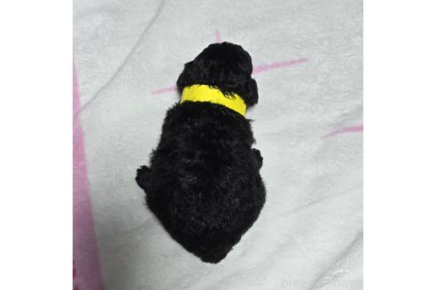 成約済の岡山県のトイプードル-373378の8枚目