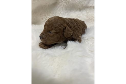 成約済の愛知県のトイプードル-373383の11枚目