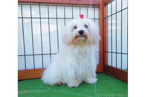 販売中の群馬県のマルプー:マルチーズ×トイプードル-351565の4枚目