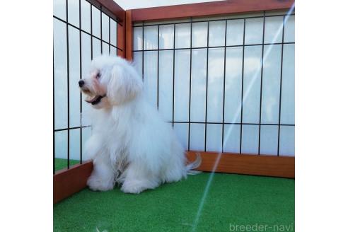 販売中の群馬県のマルプー:マルチーズ×トイプードル-351567の6枚目