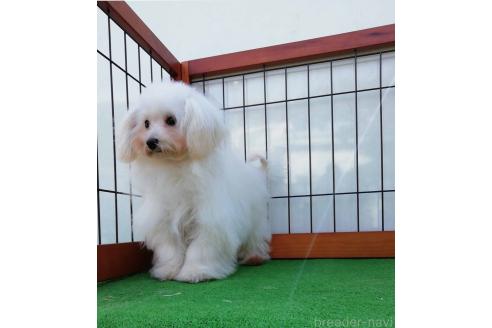 販売中の群馬県のマルプー:マルチーズ×トイプードル-351567の4枚目