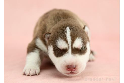 成約済の茨城県のシベリアンハスキー-373388の1枚目