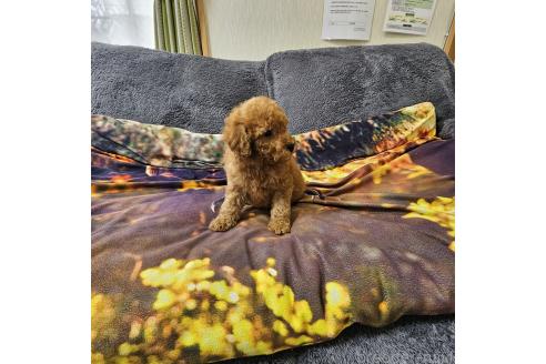 成約済の埼玉県のタイニープードル-373273の10枚目